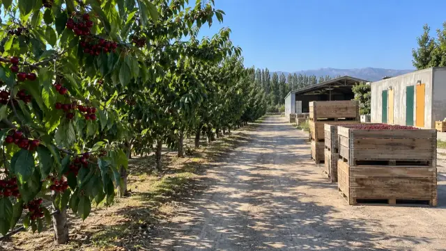 Huerto de cerezos en cosecha con bins de madera y un galpón de faena, cordillera al fondo